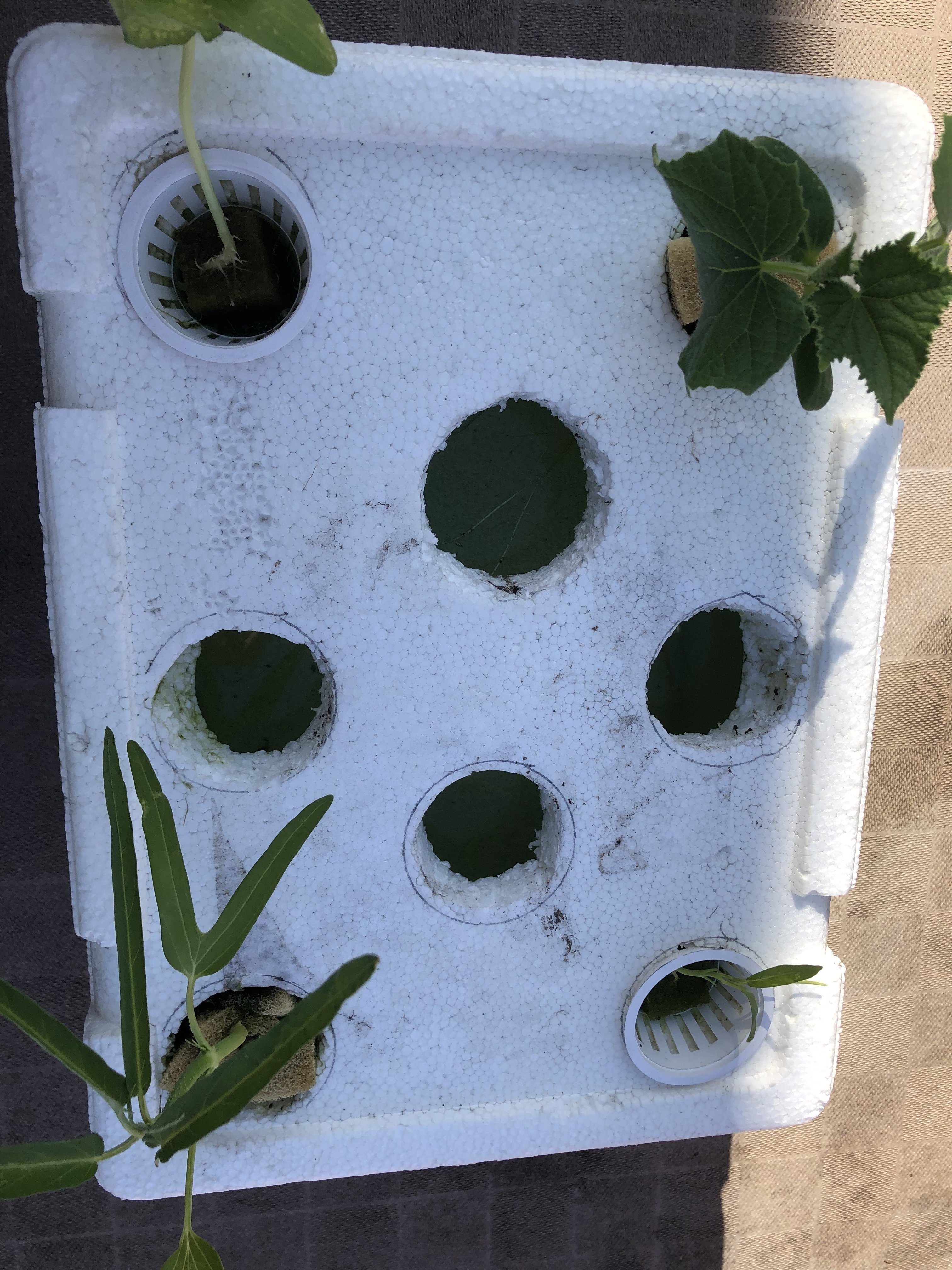 水耕栽培発泡スチロールに穴開けただけ笑 青い鳥はここにいる Note