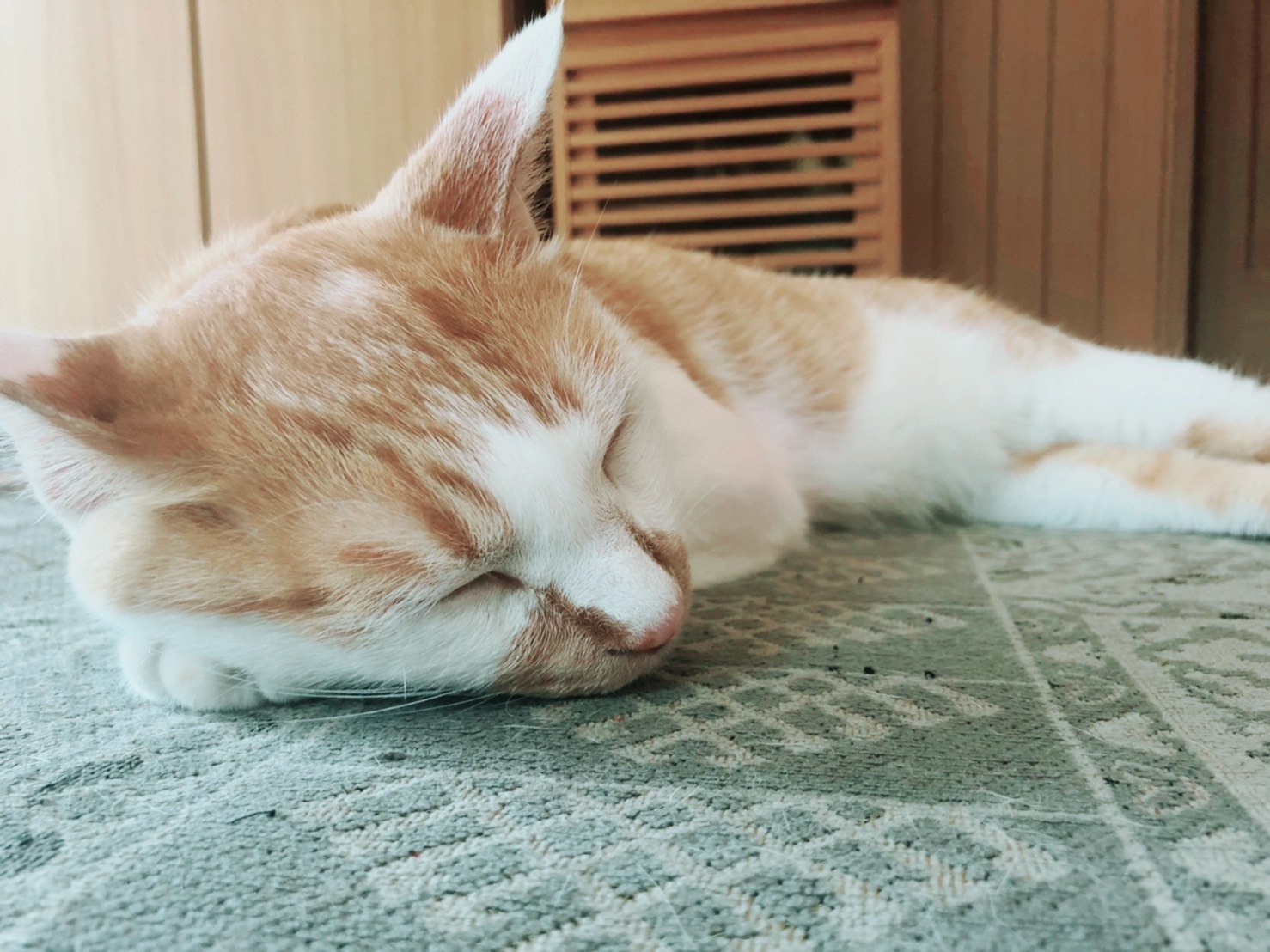 実家の猫 シンハ Note