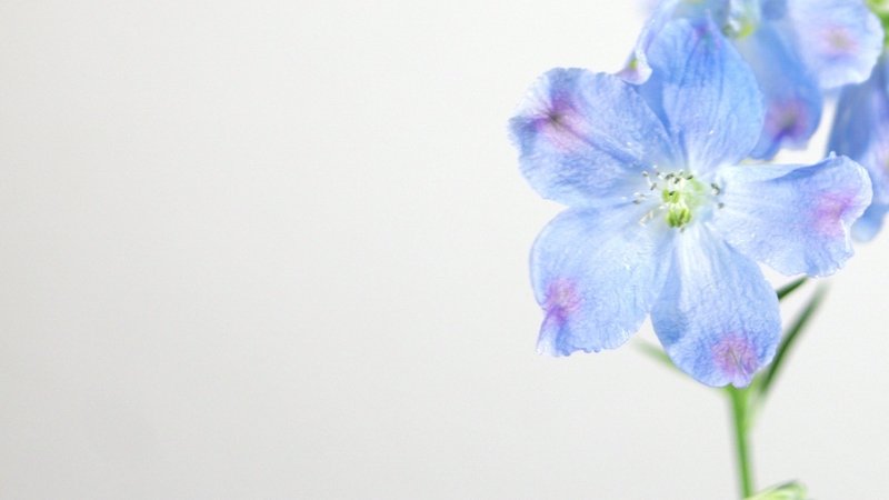この綺麗な青色、花弁ではなくがくらしい。