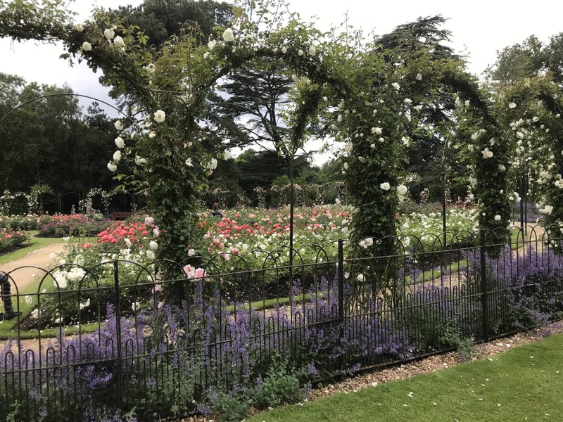 Blenheim Palace完結篇、昨年12月に訪れた際にはバラの時期でなかったので、今回バラ園を堪能できました☺️