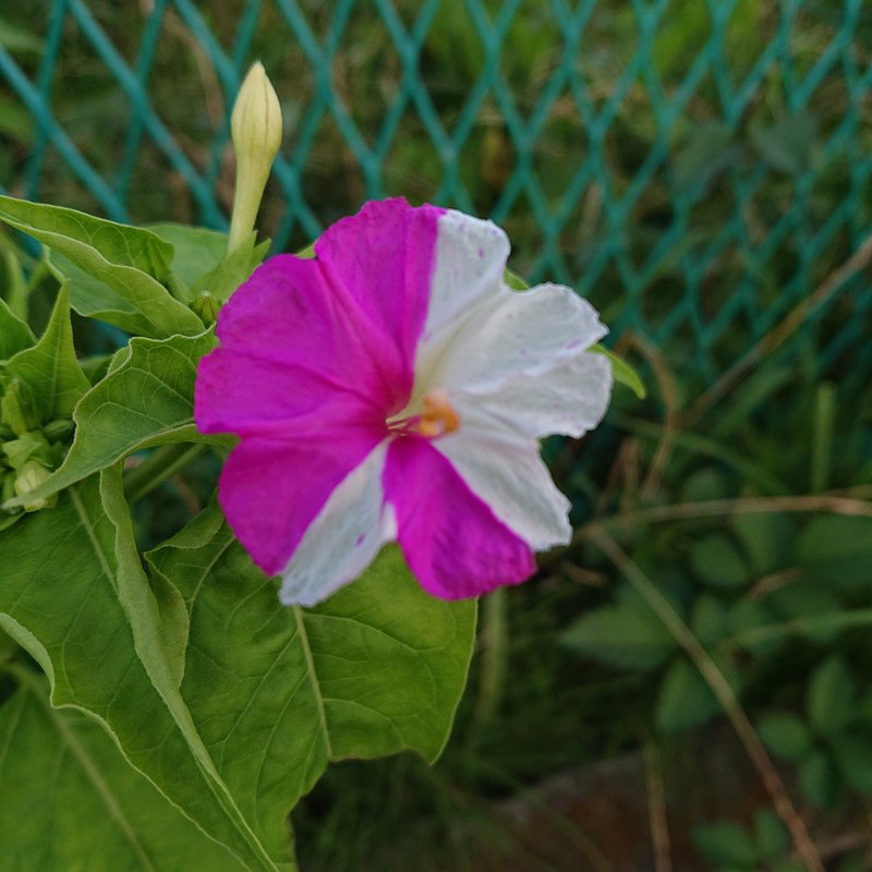 めでたい印象のする花色。何でこんな配色になったのか？