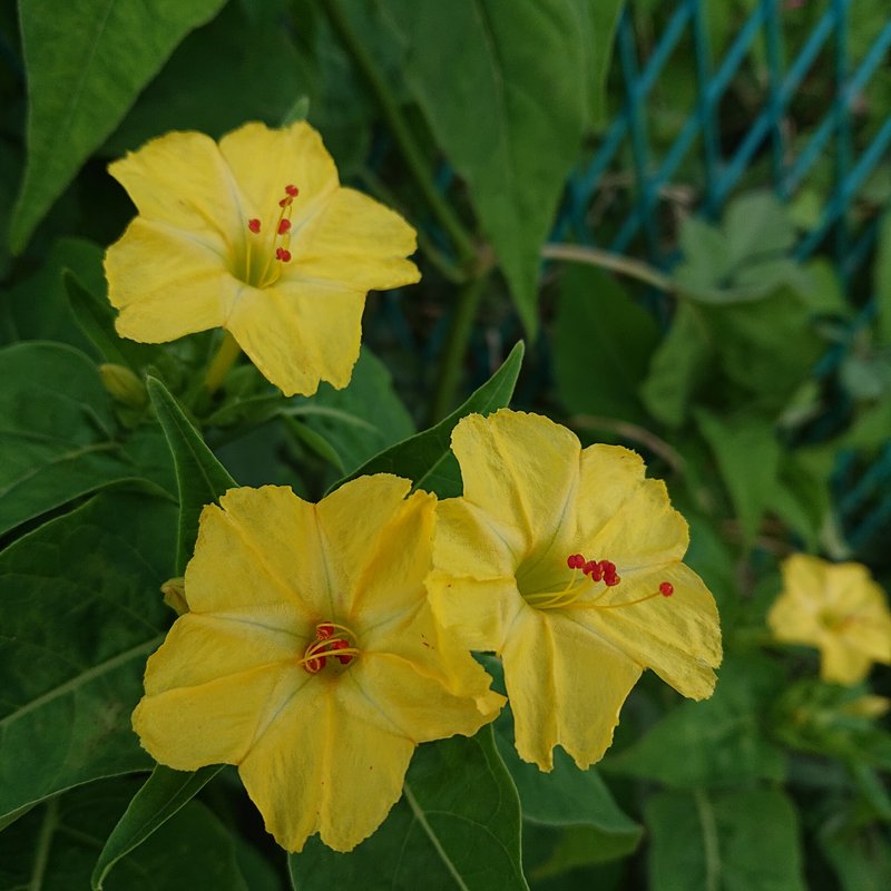 夏に黄色い花って、ひまわりのように明るい気持ちにしてくれますね。