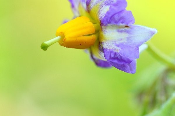 ジャガイモの花 の新着タグ記事一覧 Note つくる つながる とどける ジャガイモの花 の新着タグ記事一覧 Note つくる つながる とどける