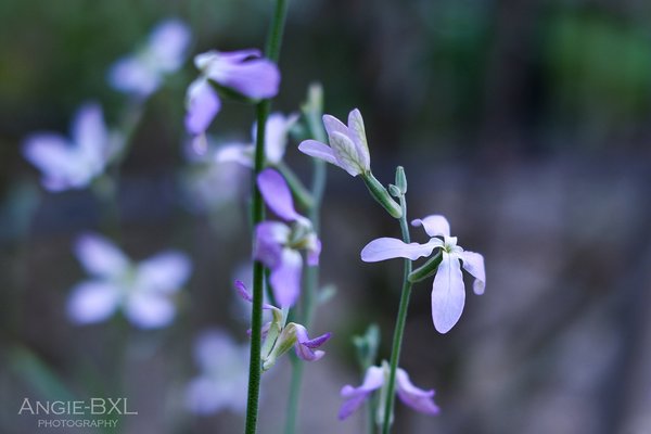 香る花 の新着タグ記事一覧 Note つくる つながる とどける