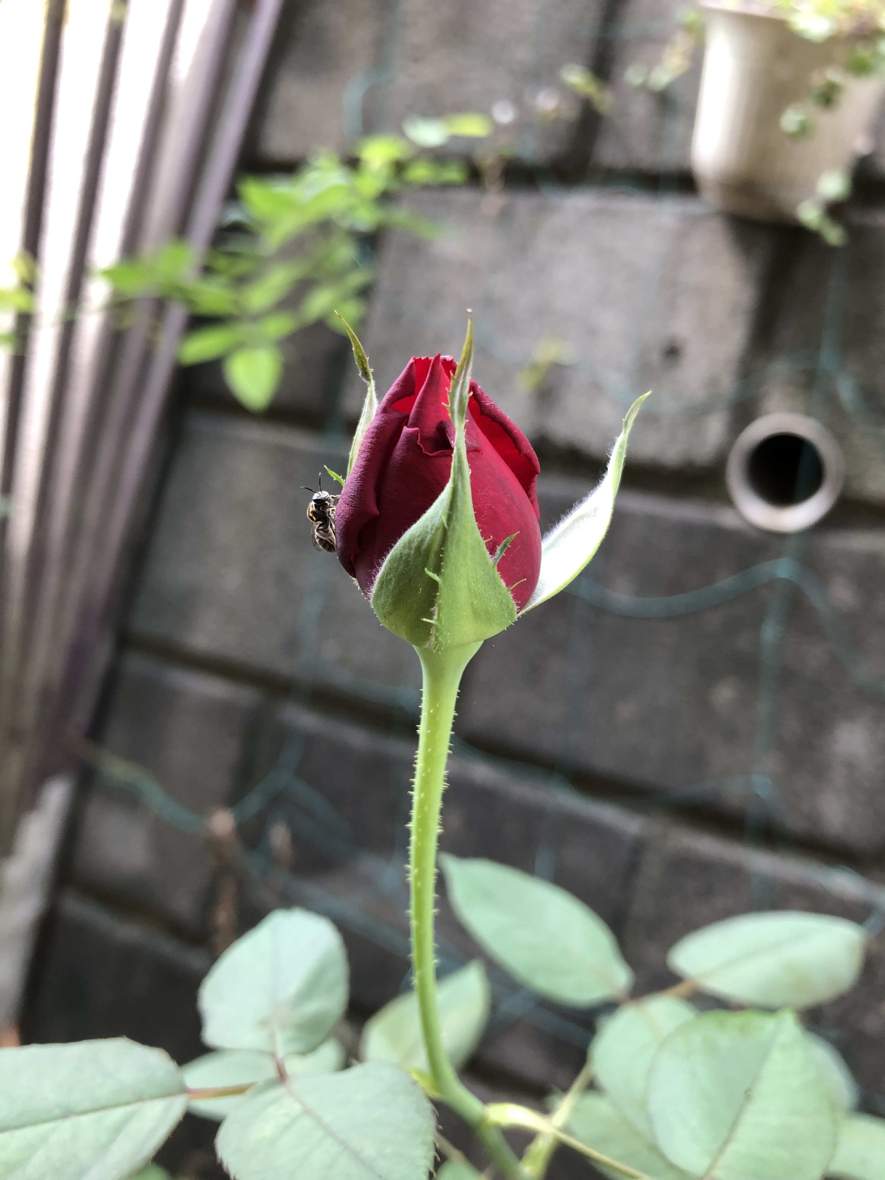 薔薇の蕾 えみ Note