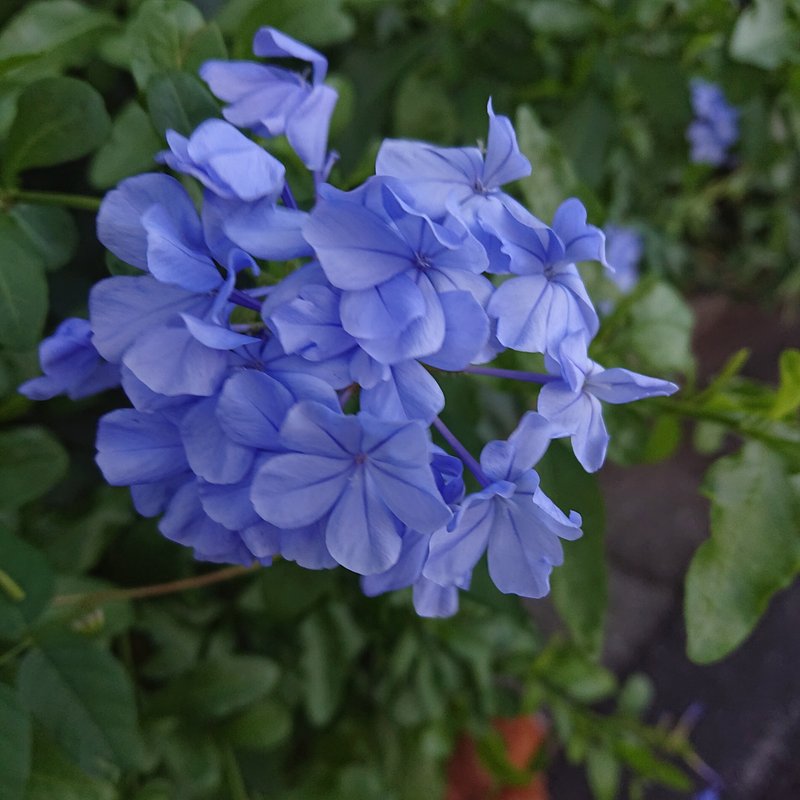 夏には青いお花が咲くみたい。色が持つ清涼感ってあるのかもしれませんね。(笑)