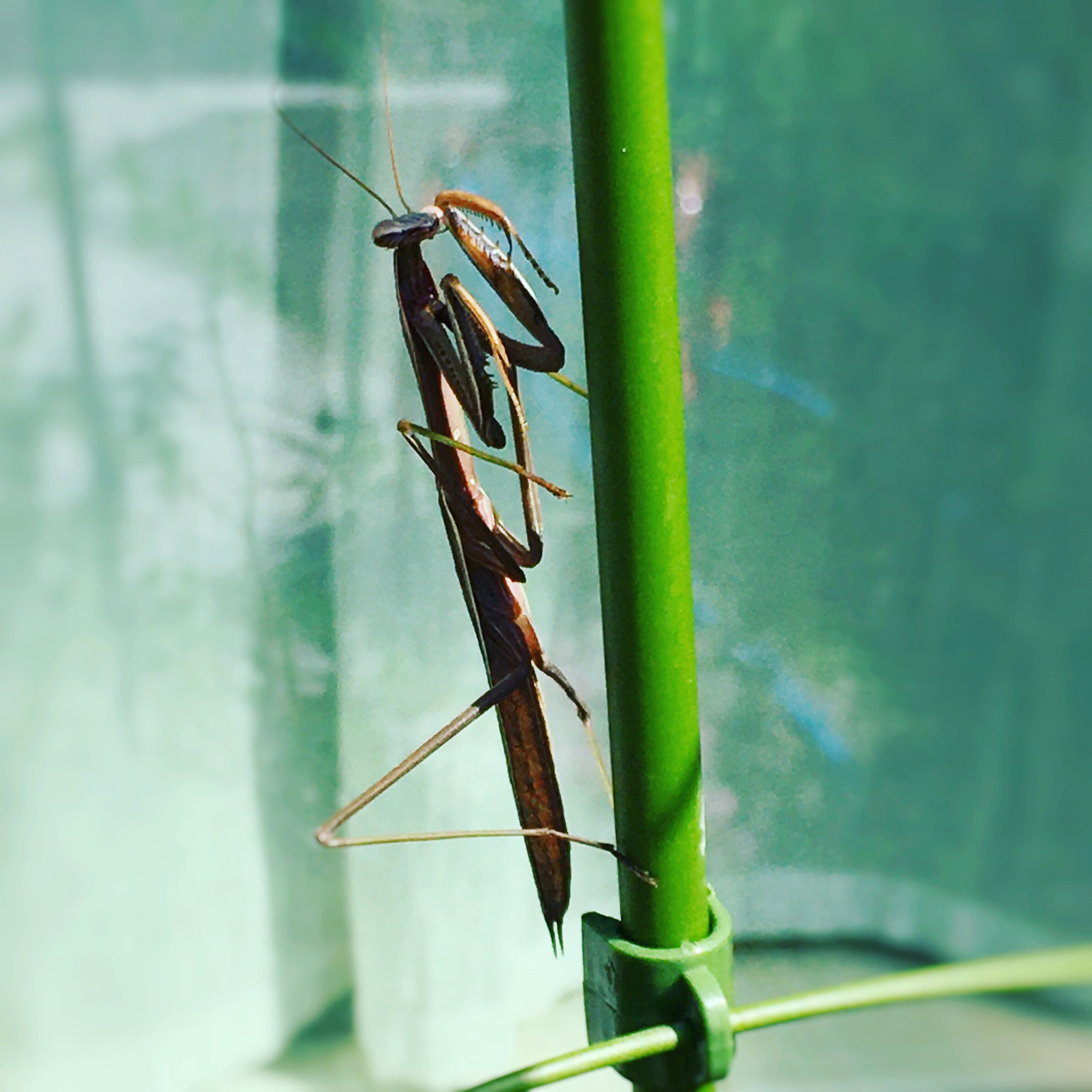 カマキリ好き まるげや Note