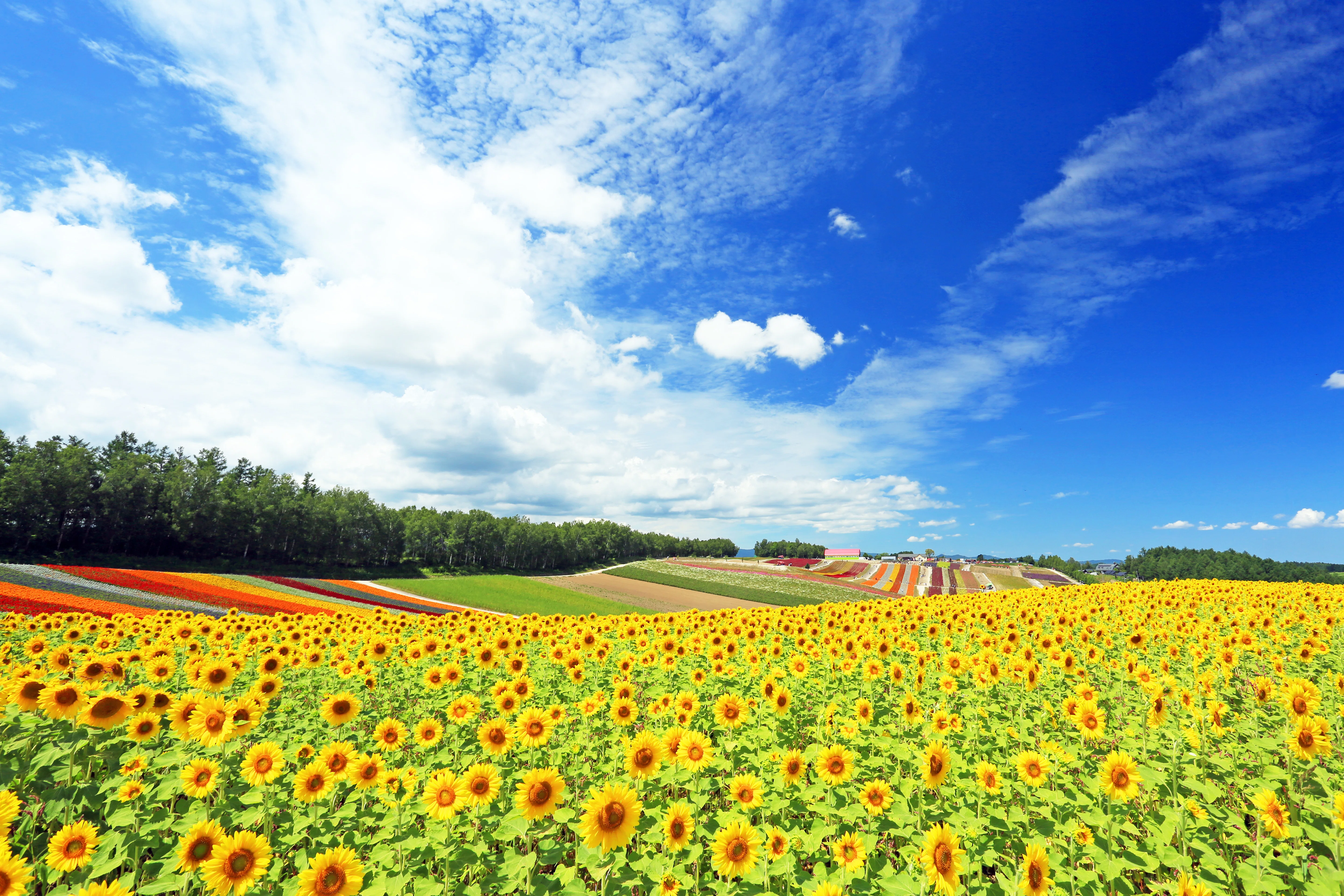 美しい日本の風景 北海道 美瑛 Tabifleeeeek たびふりーく 旅のオンラインサロン Note