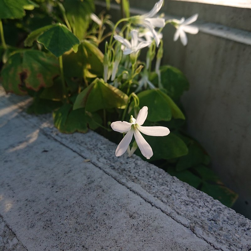 道端の小さな花壇に咲く白い花。