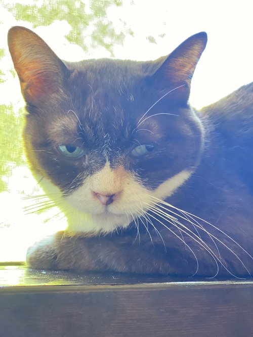 逆光だとブサイクに写るハチワレ猫🐈を本当は可愛いと思っている