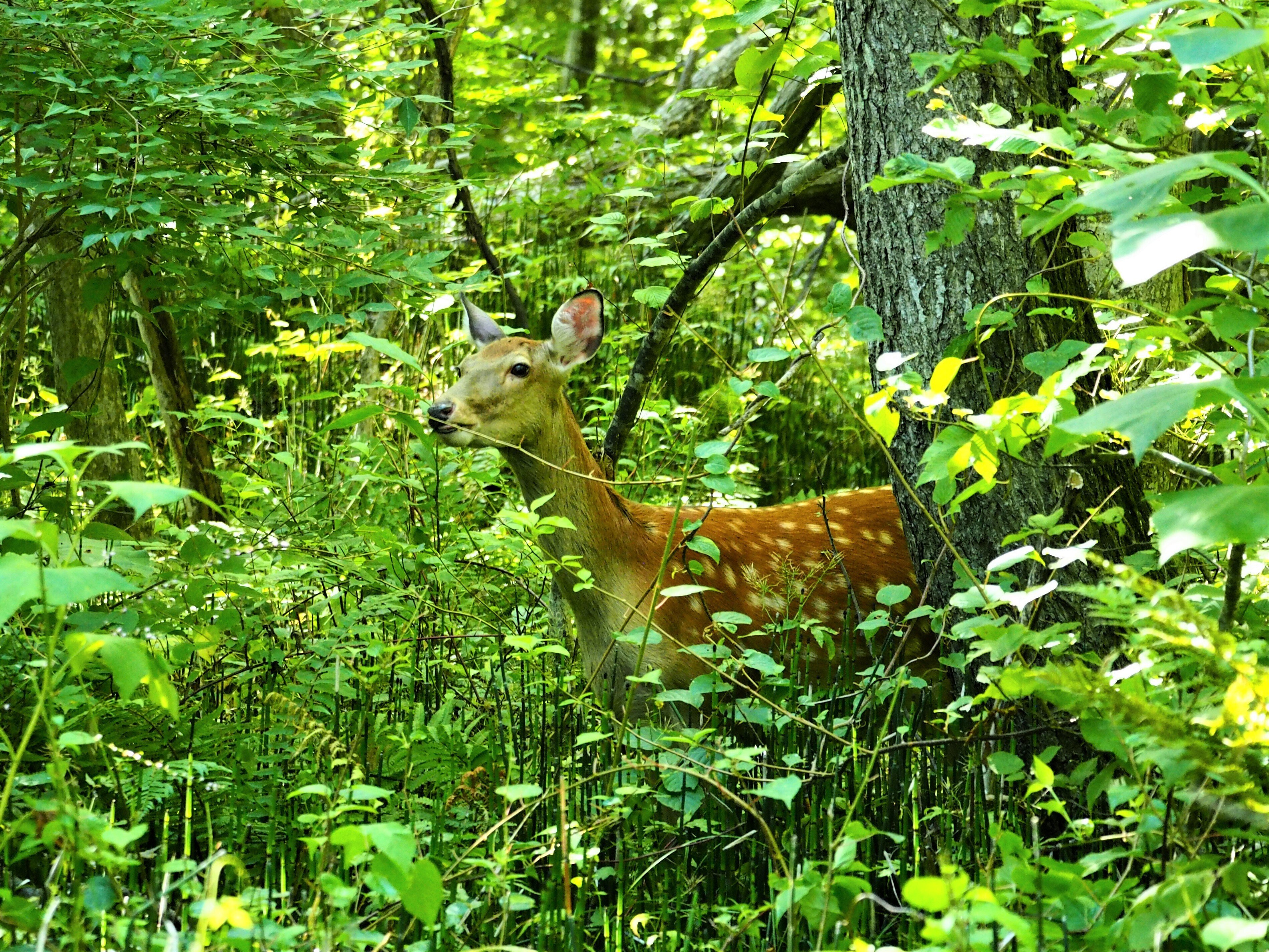 エゾシカの親子｜もんちゃん🌞♒🌛♐