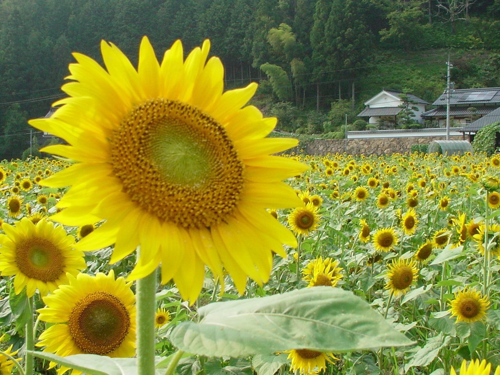 夏景色 大西恵子 機能改善士 Note