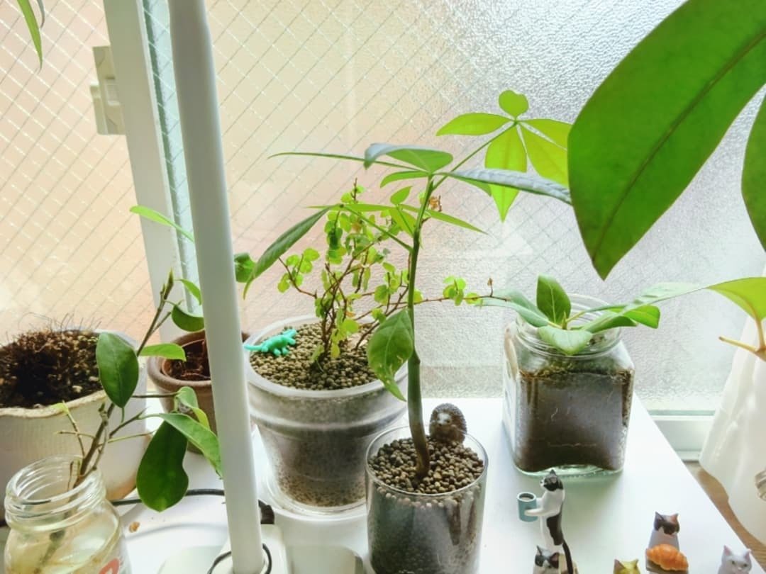 植物さんたちありがとう ガジュマル ヤスエ Note