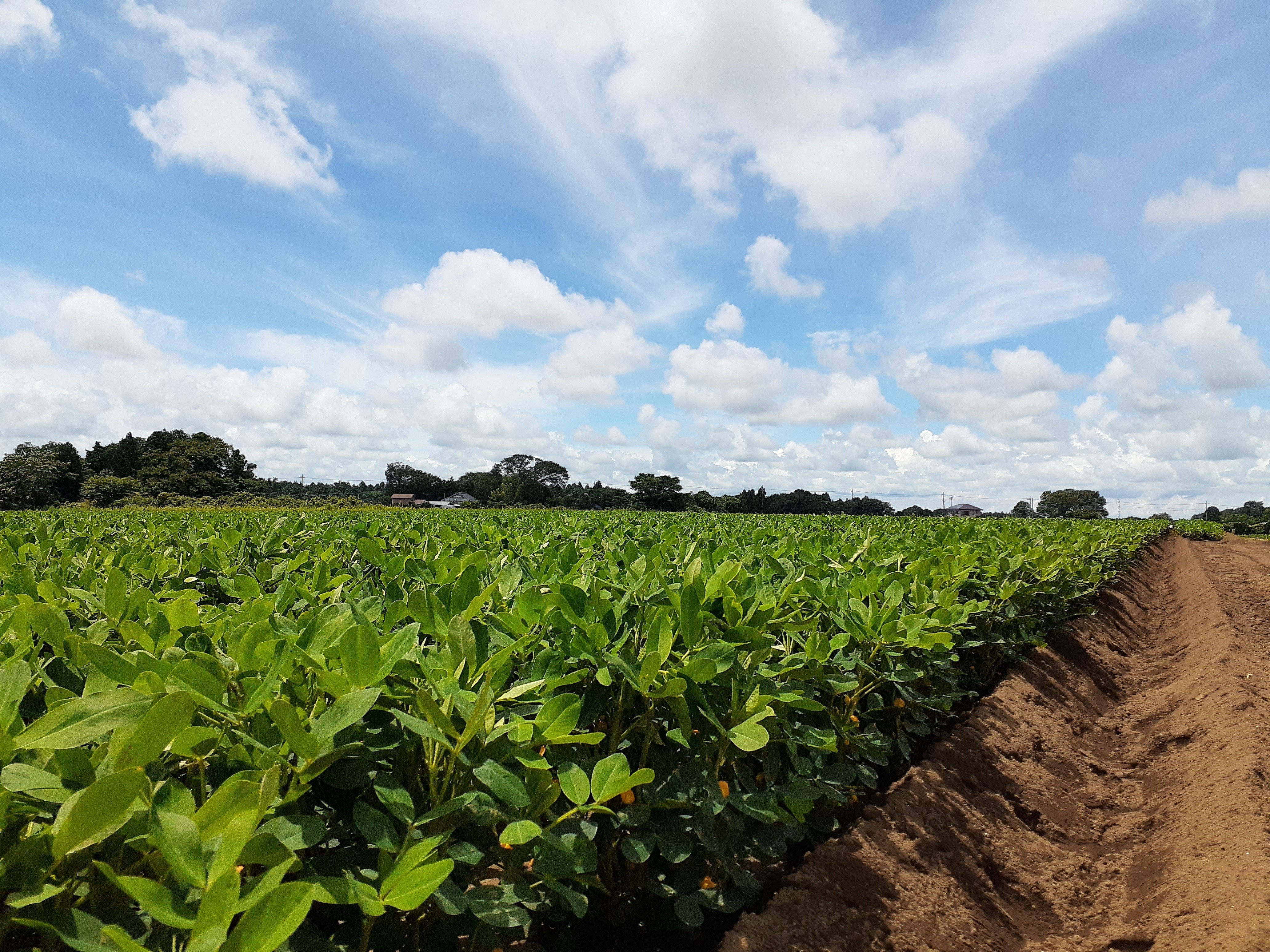 落花生qなっつの畑 栽培状況 ありも 千葉の落花生企画屋さん Note