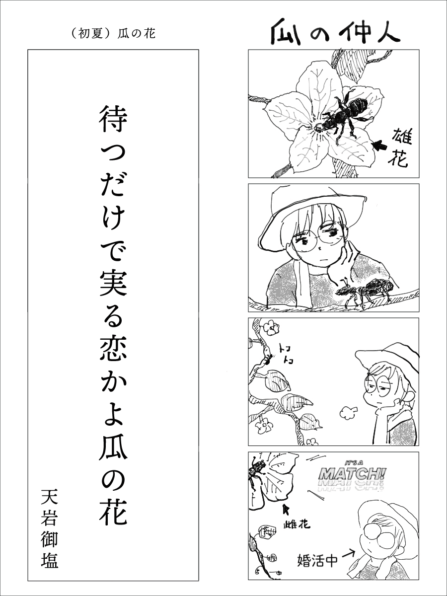 アポロの俳句大会 第一句 初夏 瓜の花 天岩御塩 Note