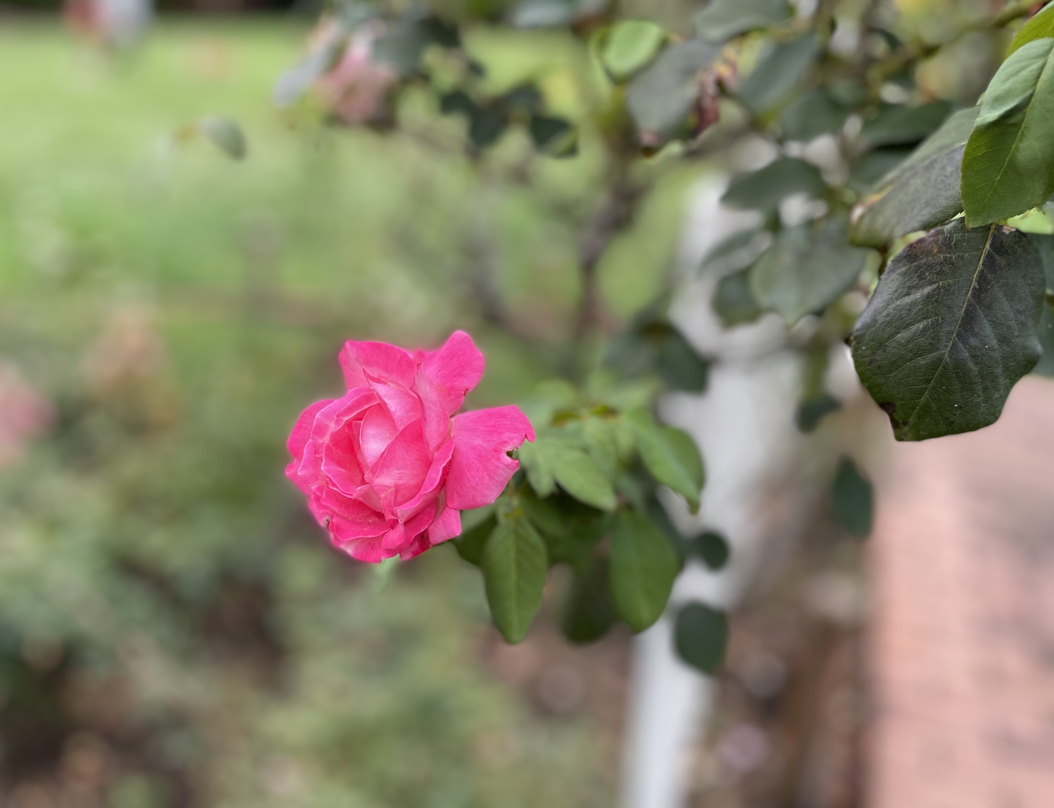 夏の薔薇 まゆきち Note 夏の薔薇 まゆきち Note