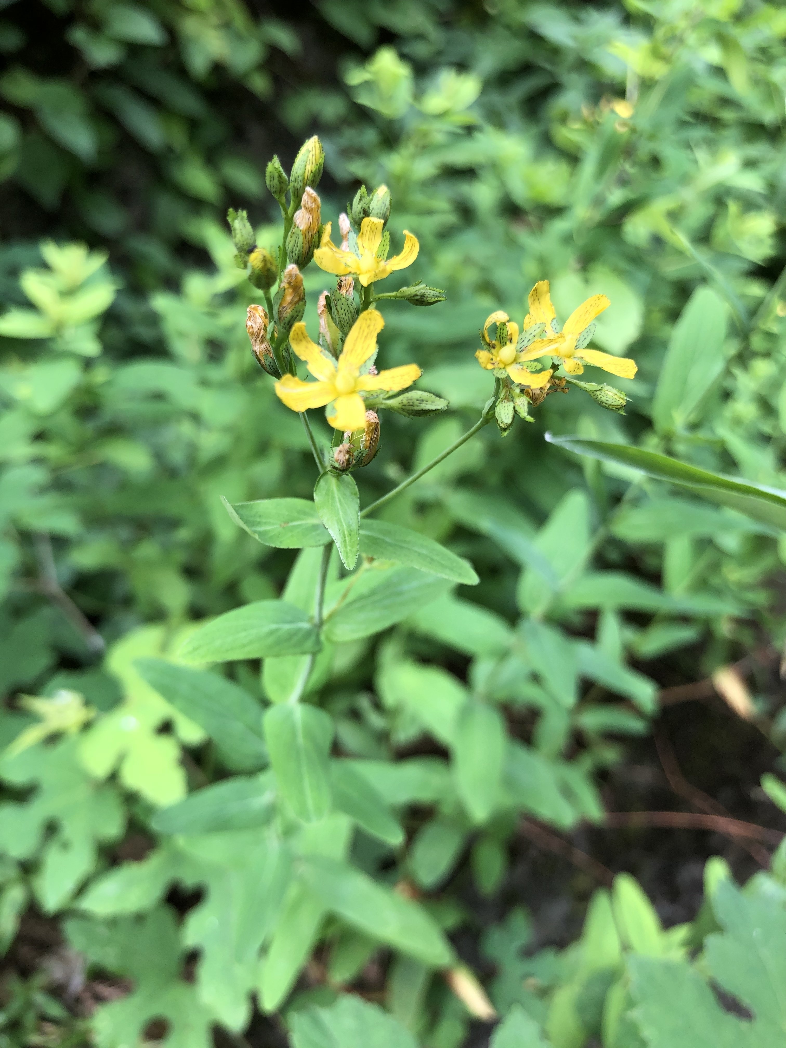 オトギリソウ 弟切草 ろ こ Note
