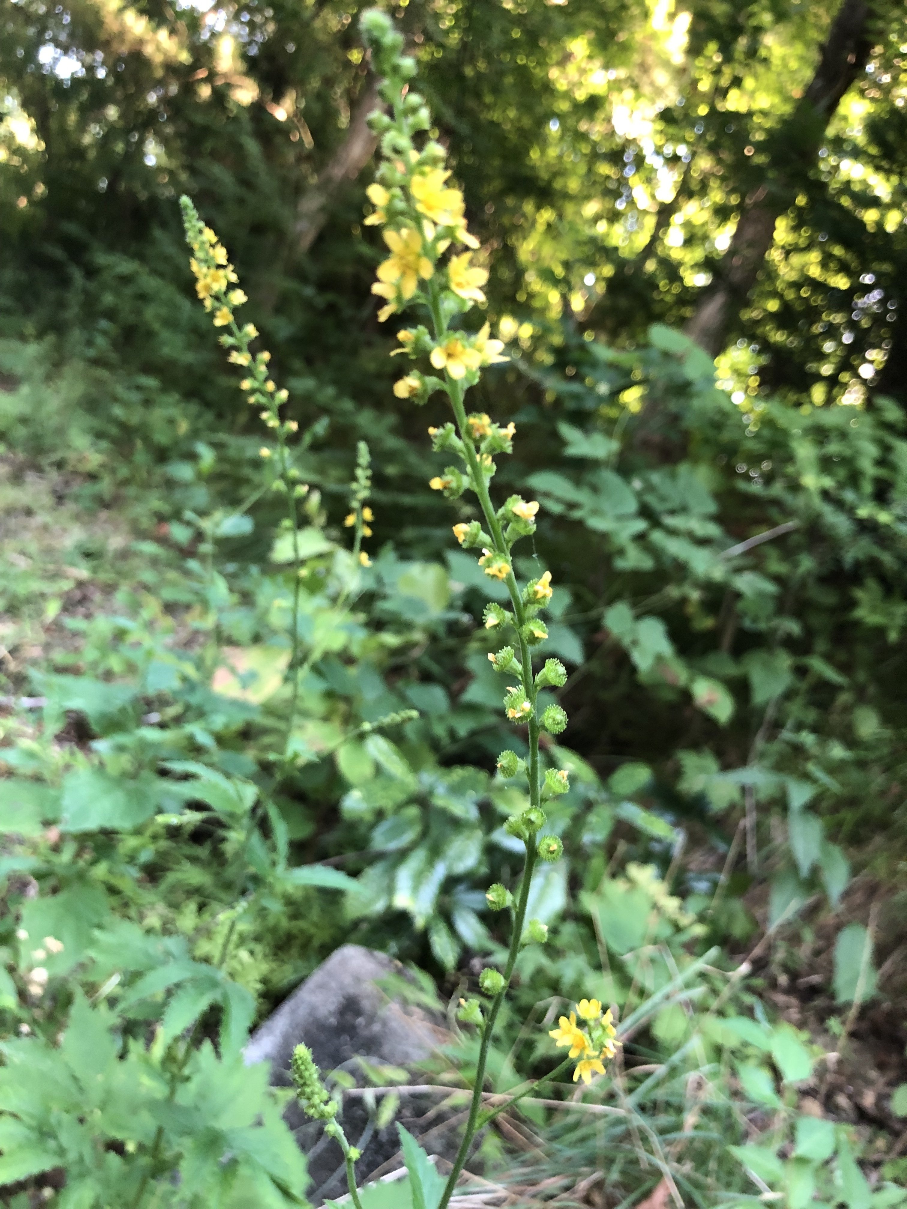 キンミズヒキ 金水引 ろ こ Note