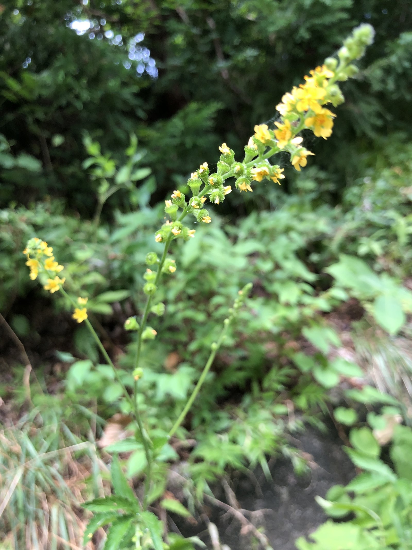 キンミズヒキ 金水引 ろ こ Note