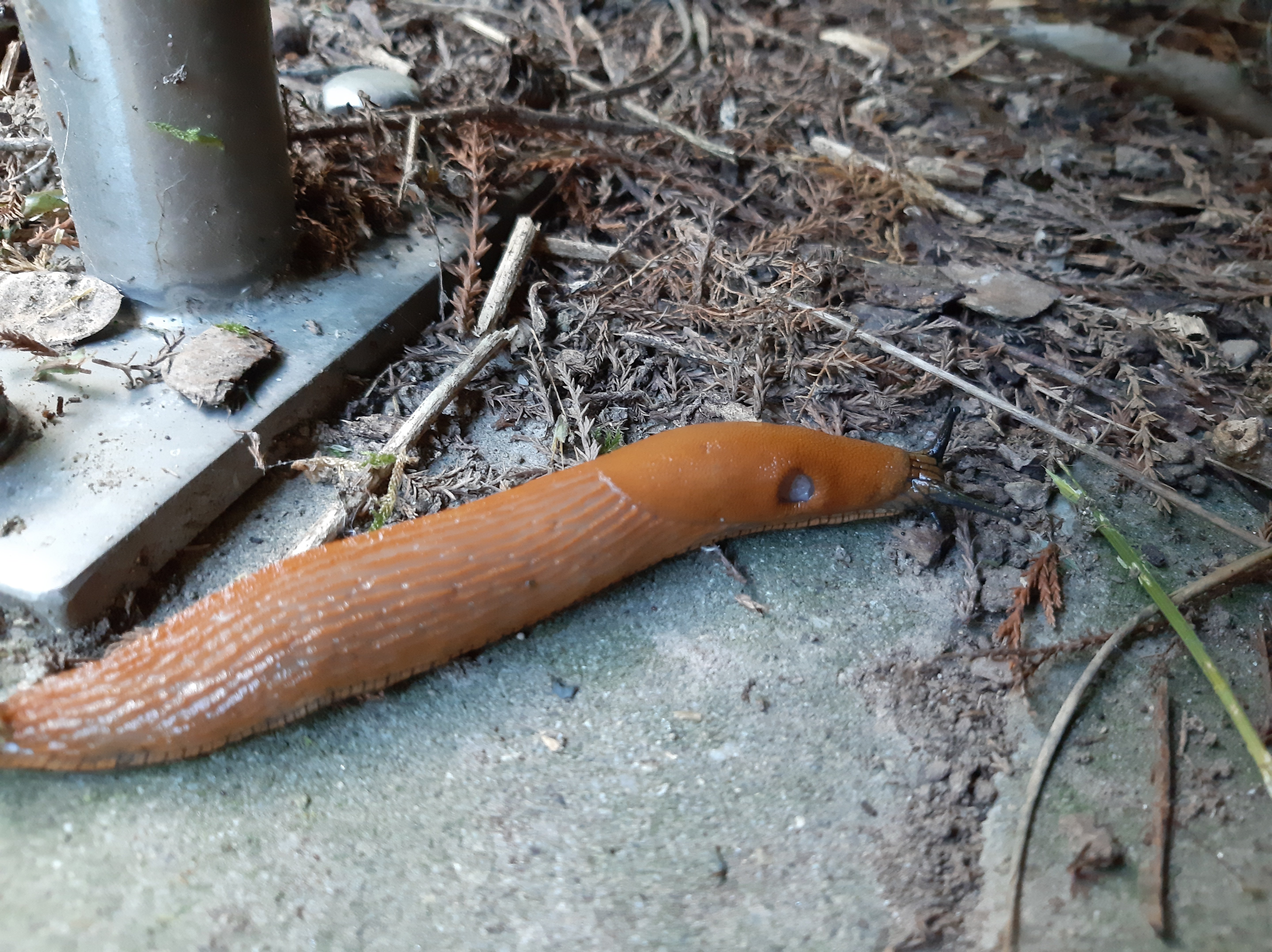 That S My Takeaway 閲覧注意 キュンメルめぐみ ライター Note