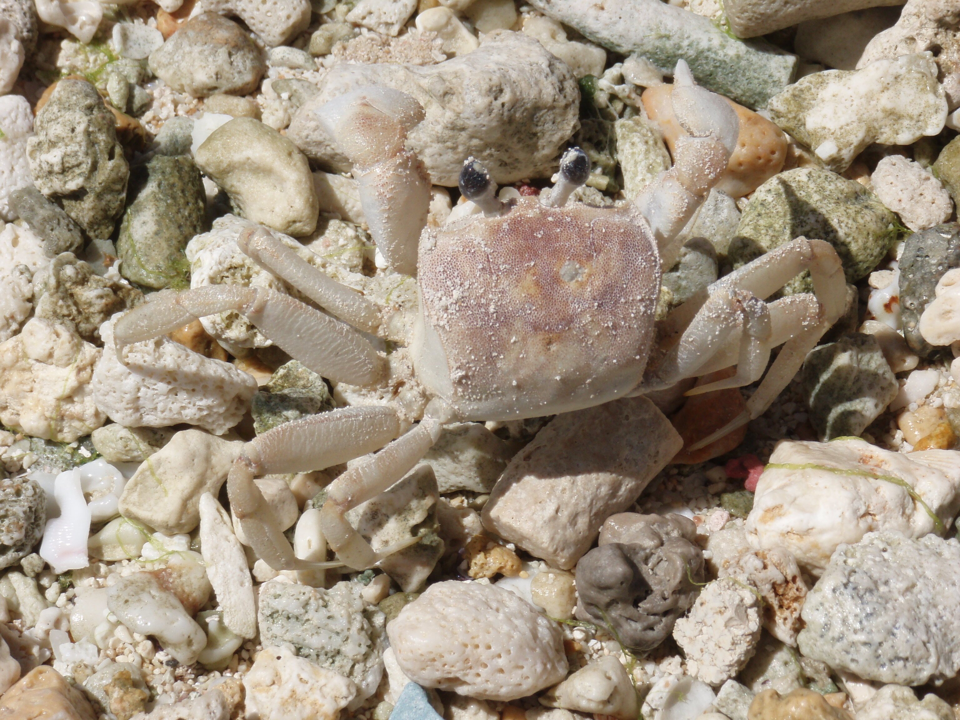 白いカニ まいこ Note