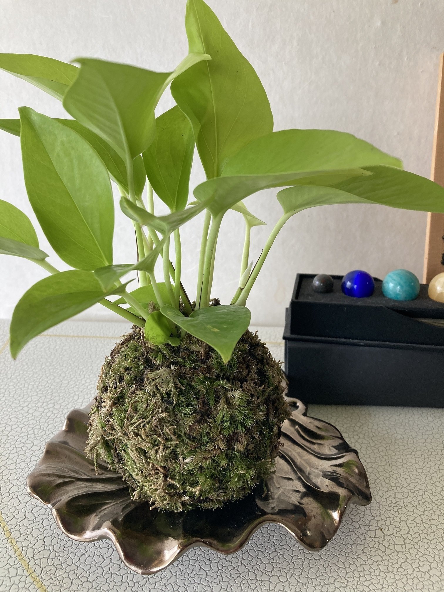 苔玉 暑い夏ですが みなさんが涼しく感じられますように 世界一元氣な60歳 藤野 知枝 Note