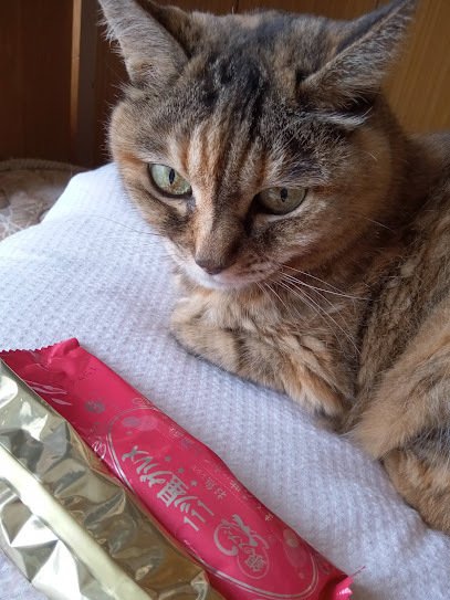 ネコと暮らしていつしか年 ねこまこ Note