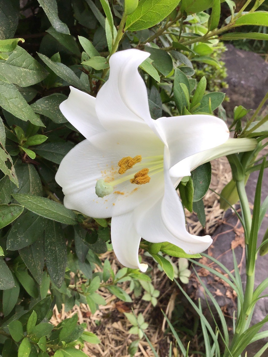うちの花たち 百合の花 有り合わせの昼食 心おもむくままに Note