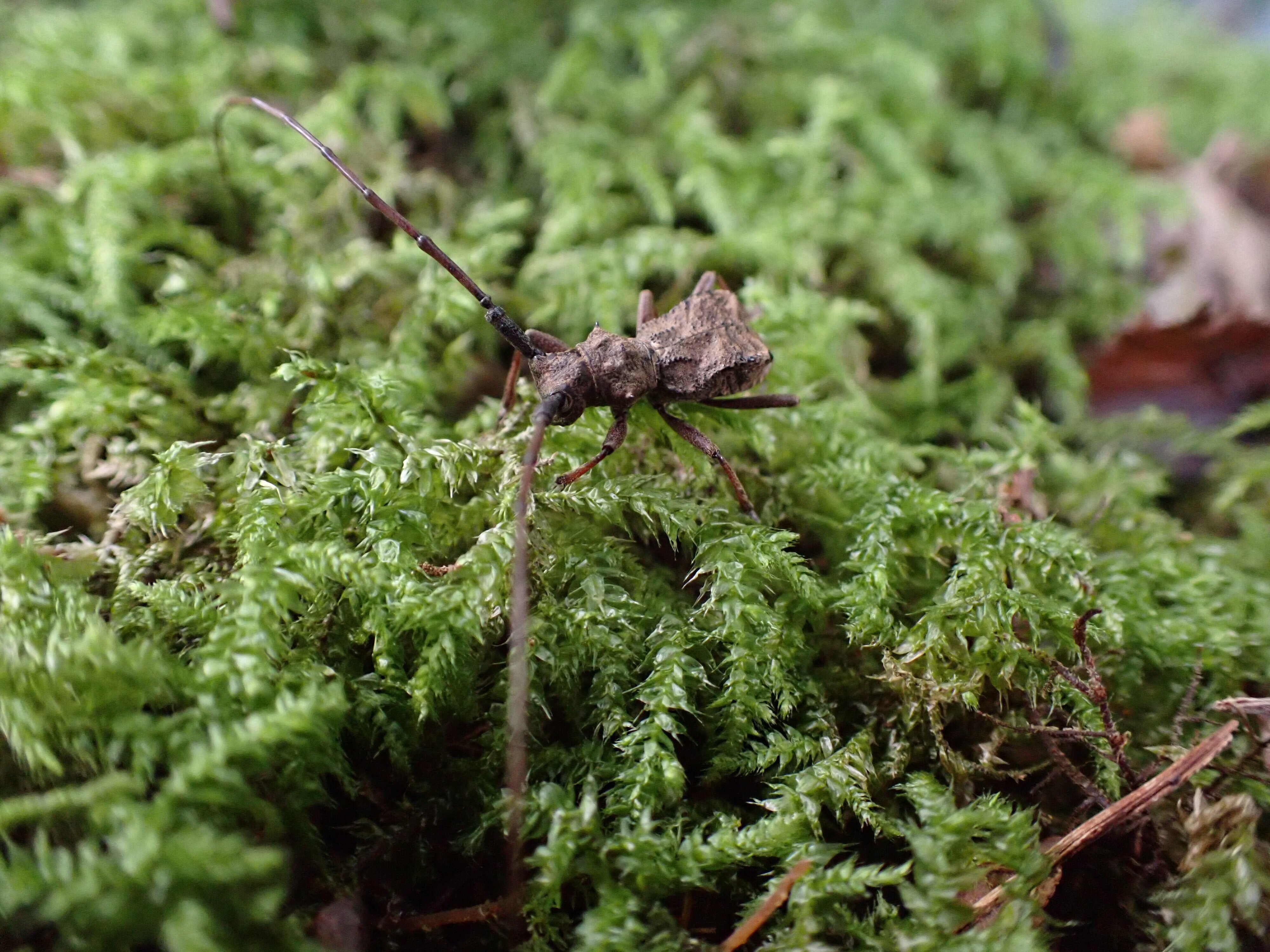 特大 ナンキセダカコブヤハズカミキリ 標本 カミキリムシ セダカ