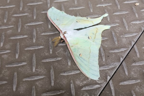 オオミズアオ の定番タグ記事一覧 Note つくる つながる とどける オオミズアオ の定番タグ記事一覧 Note つくる つながる とどける