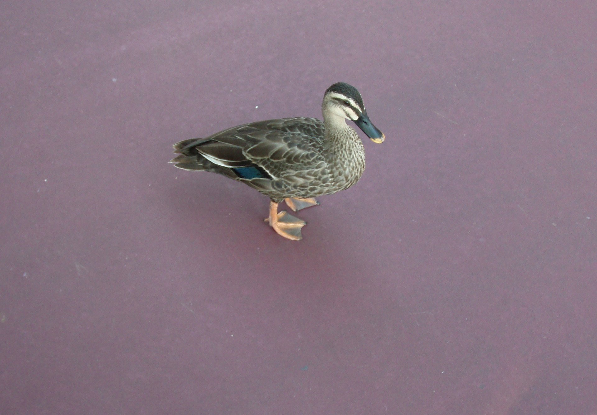 カルガモ まいこ Note