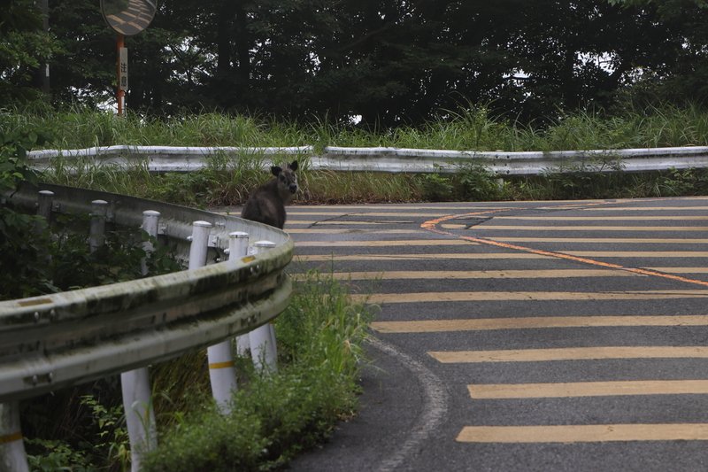 道路をノコノコと歩くカモシカ。道路の真ん中にいることも多く、何度か車で轢きそうになりました。ウシ目ウシ科なんで「牛歩」ってやつですねｗ　ジッと見つめてきます。