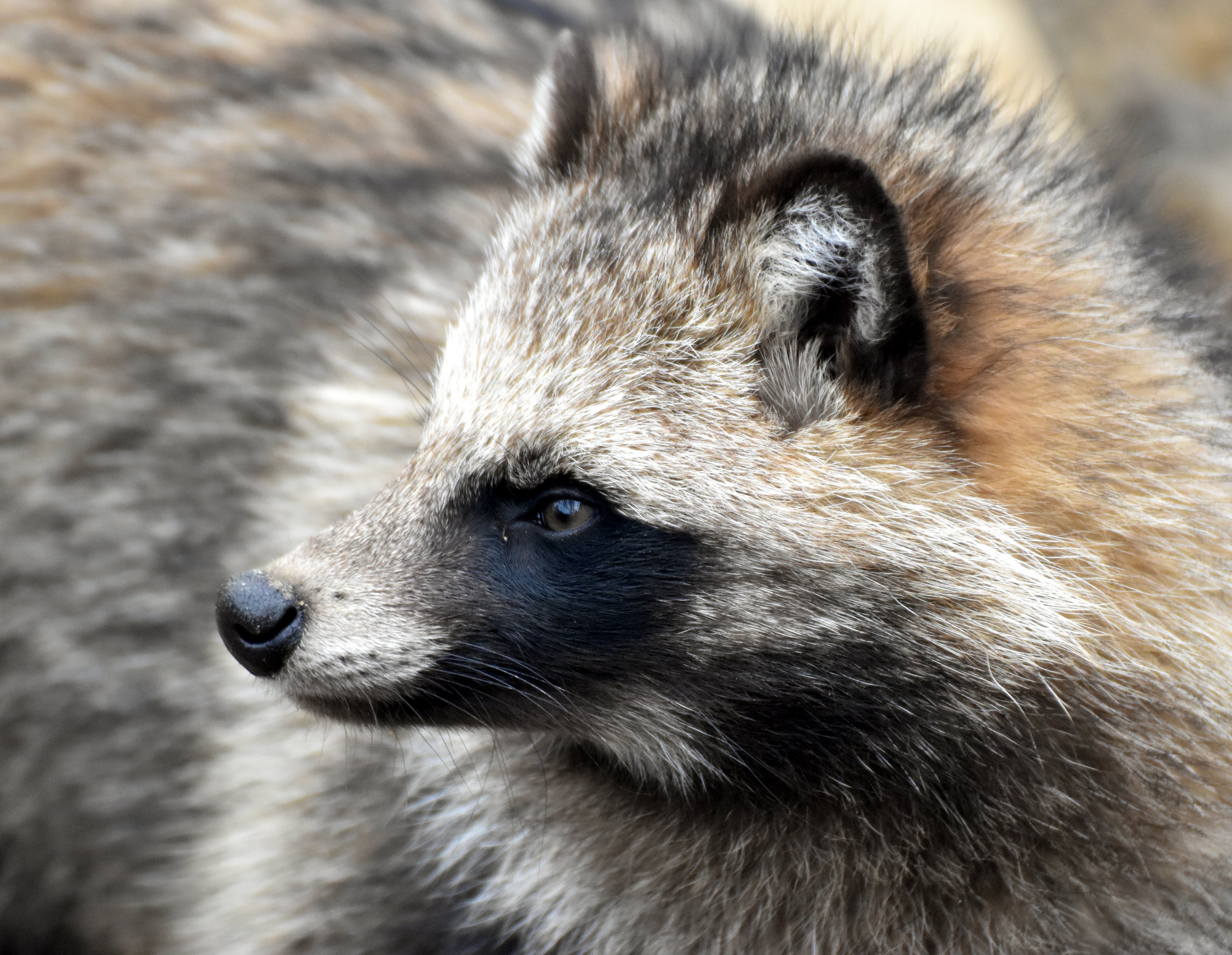 ホンドタヌキ 食肉目イヌ科 Hirahiranote Note