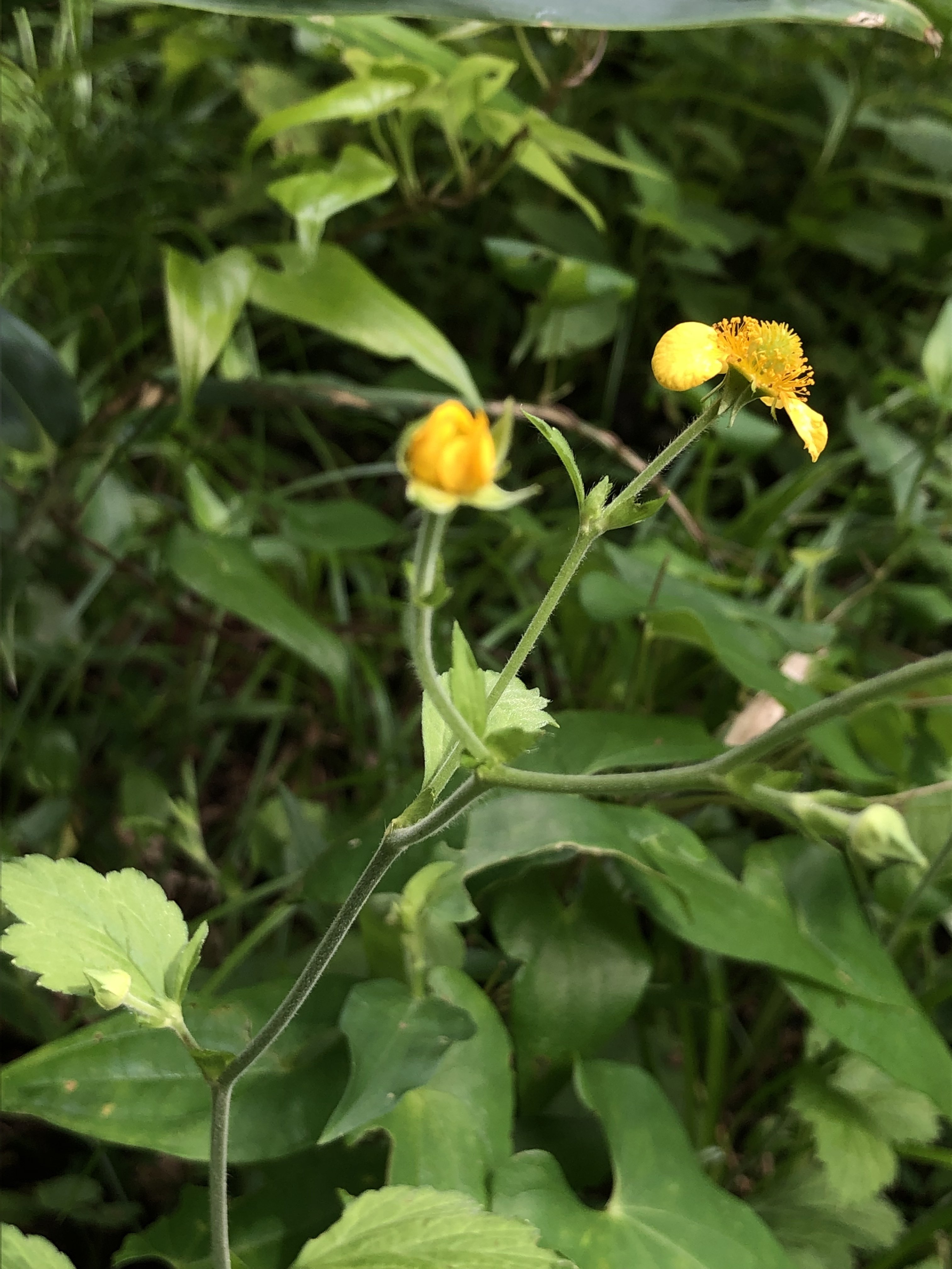ダイコンソウ 大根草 ろ こ Note