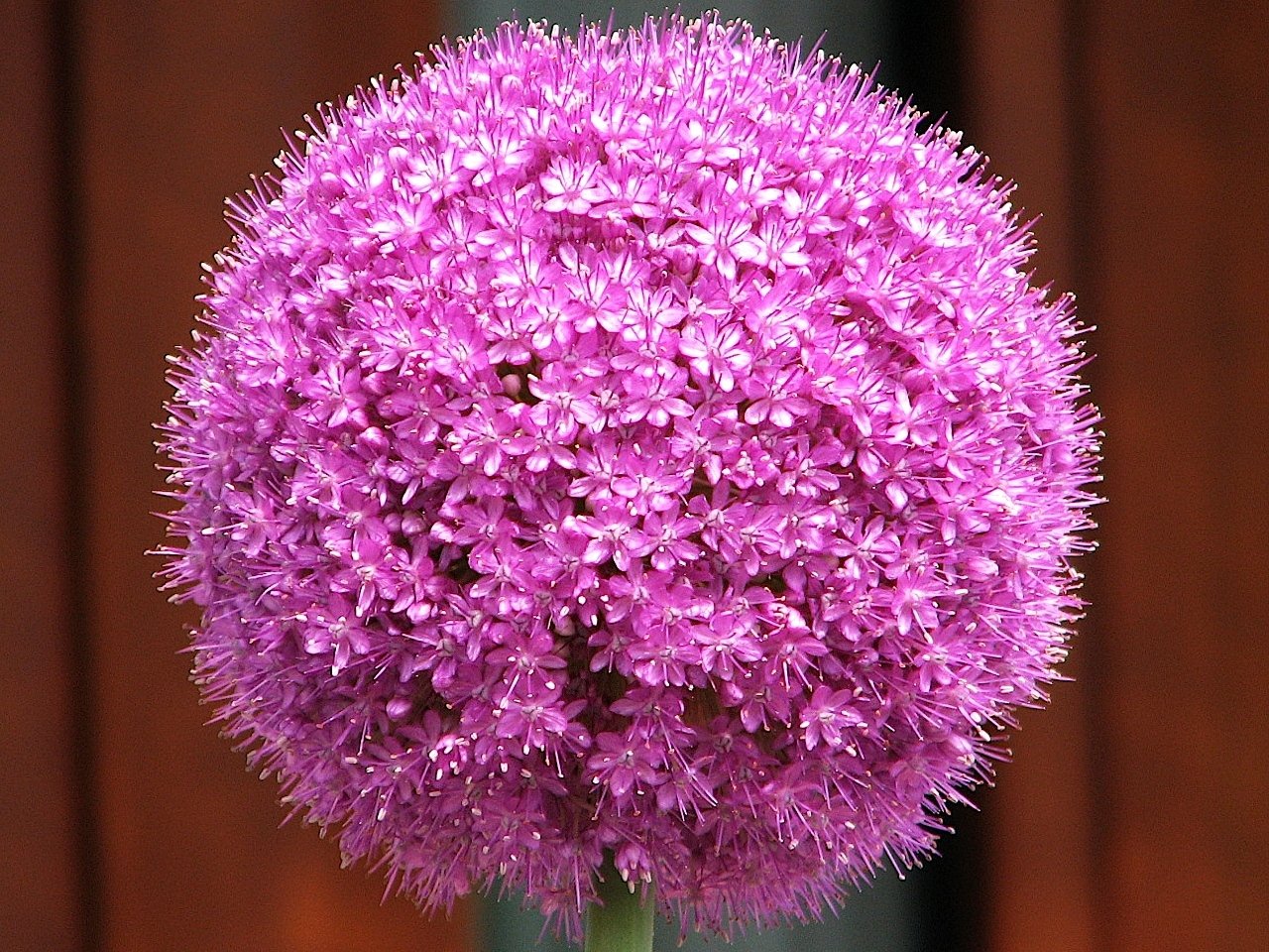 アリウム ギガンチウム の新着タグ記事一覧 Note つくる つながる とどける