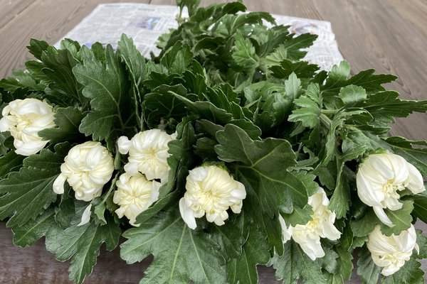 白い菊 の新着タグ記事一覧 Note つくる つながる とどける 白い菊 の新着タグ記事一覧 Note つくる つながる とどける