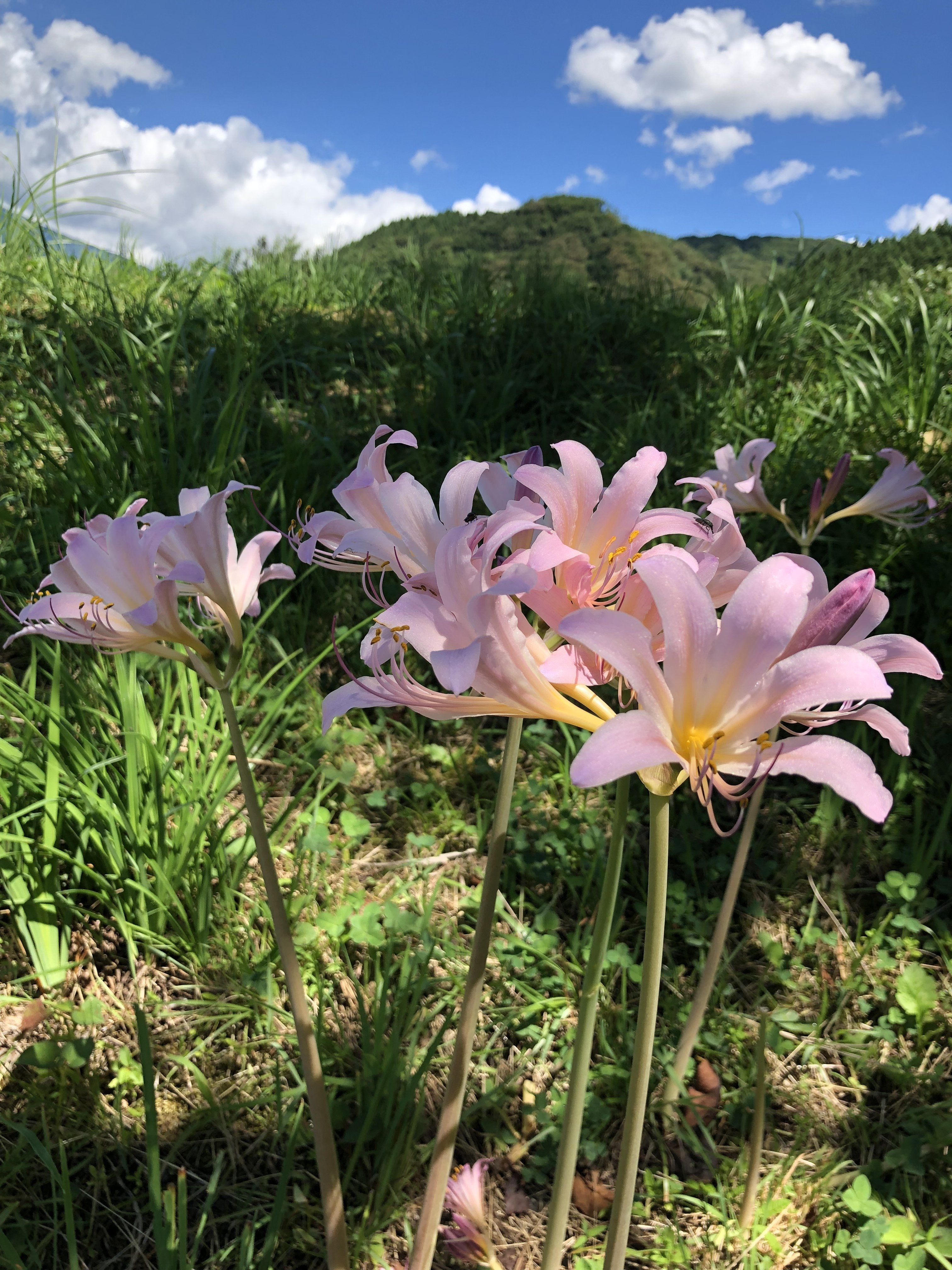 ナツズイセン 夏水仙 リコリス ろ こ Note