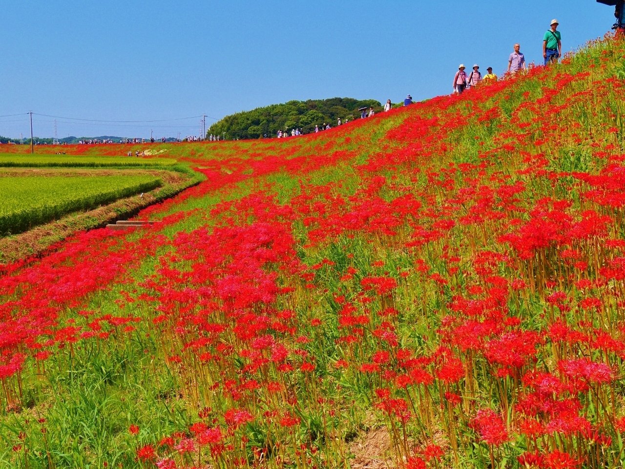 秋の花 彼岸花 久露見庵 くろみ庵 天気と気候と自然を考える Note