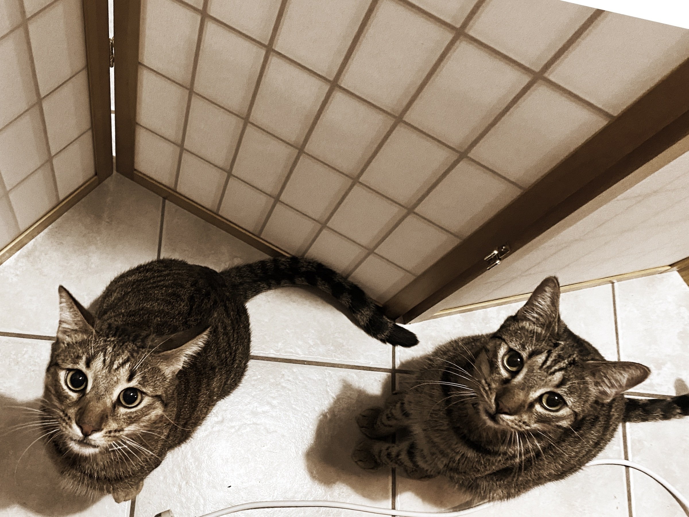 ネコ 仲良くケンカしな ひなた とりこ Note