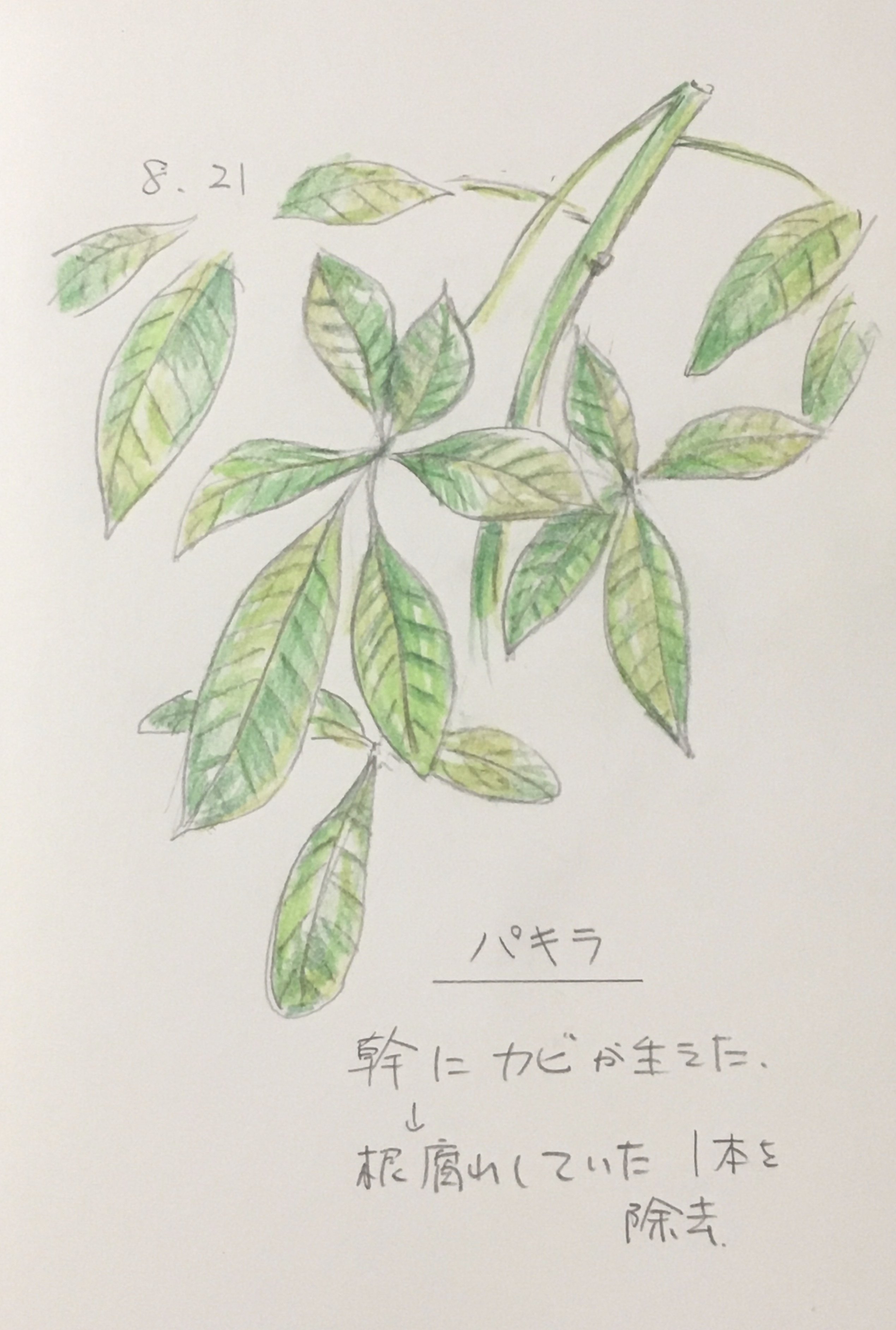 8月21日 草花絵日記 Haco Note 8月21日 草花絵日記 Haco Note