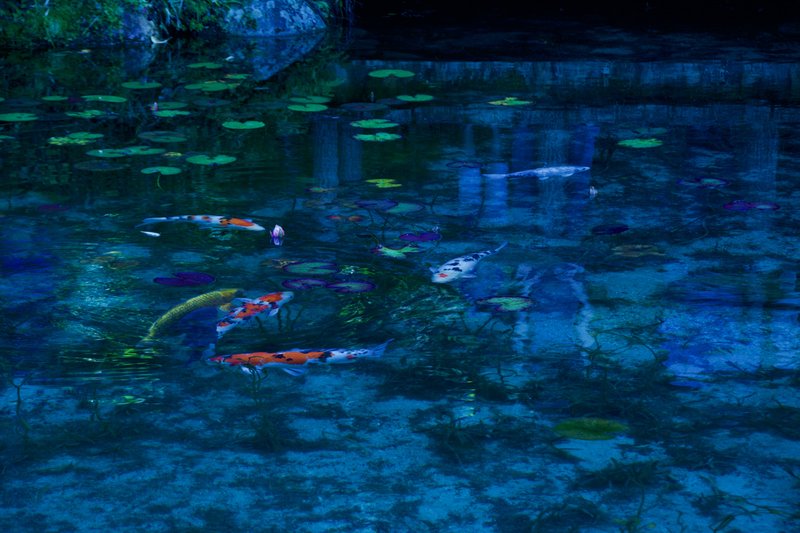 岐阜県「モネの池」　時間によりこんな現像的な写真が撮れます。