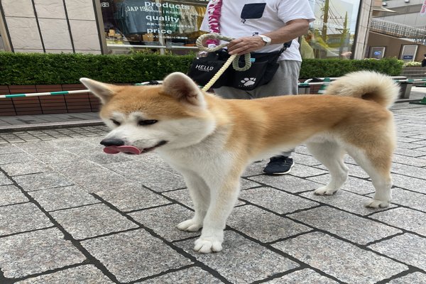 赤毛秋田犬 の新着タグ記事一覧 Note つくる つながる とどける