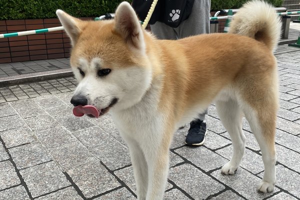 赤毛秋田犬 の新着タグ記事一覧 Note つくる つながる とどける 赤毛秋田犬 の新着タグ記事一覧 Note つくる つながる とどける
