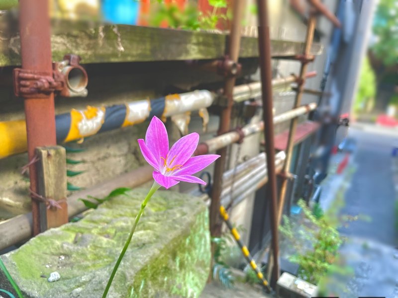 期待と陽気 野生のゼフィランサス 花観察 仁井貴志 キャリアカウンセラー Note