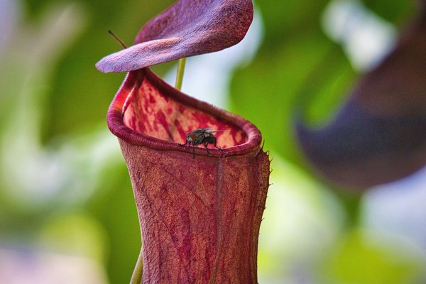 ウツボカズラ の新着タグ記事一覧 Note つくる つながる とどける ウツボカズラ の新着タグ記事一覧 Note つくる つながる とどける