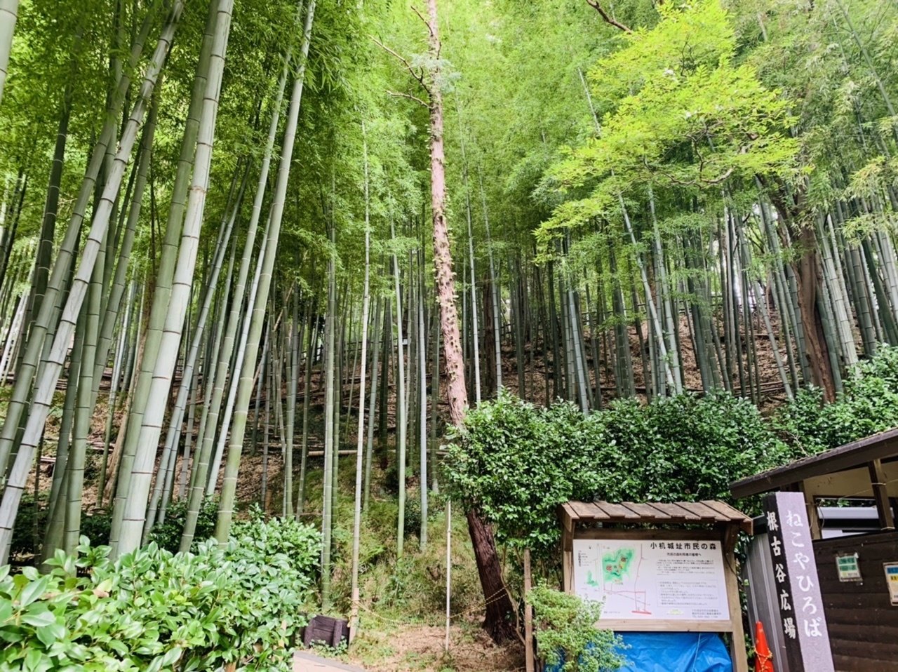 お城】小机城（神奈川県横浜市）｜サザヱ
