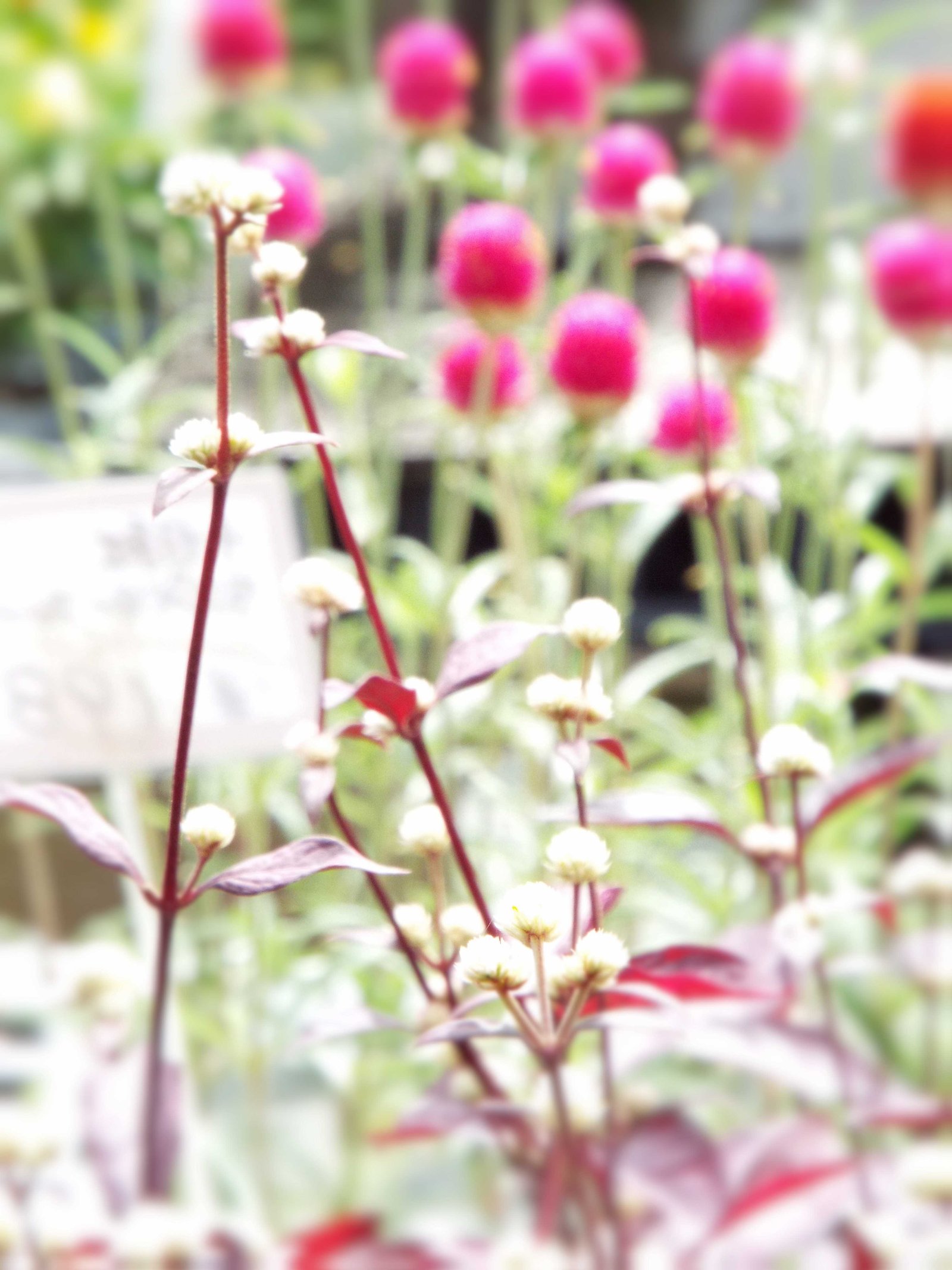 いつか見たあの日の花 ｎｏ５ ウメ三郎 Note