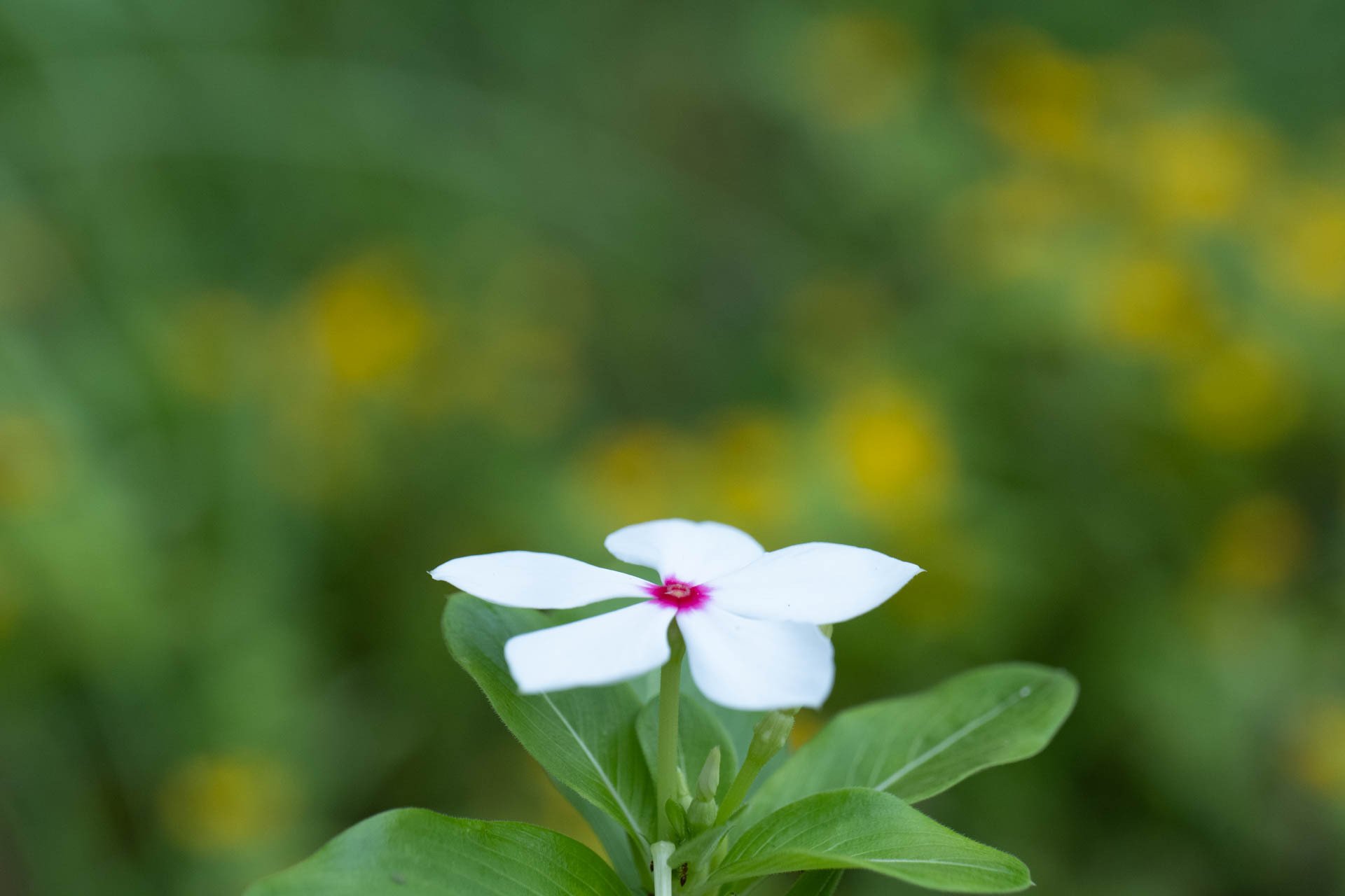 日々草|遊歩|note