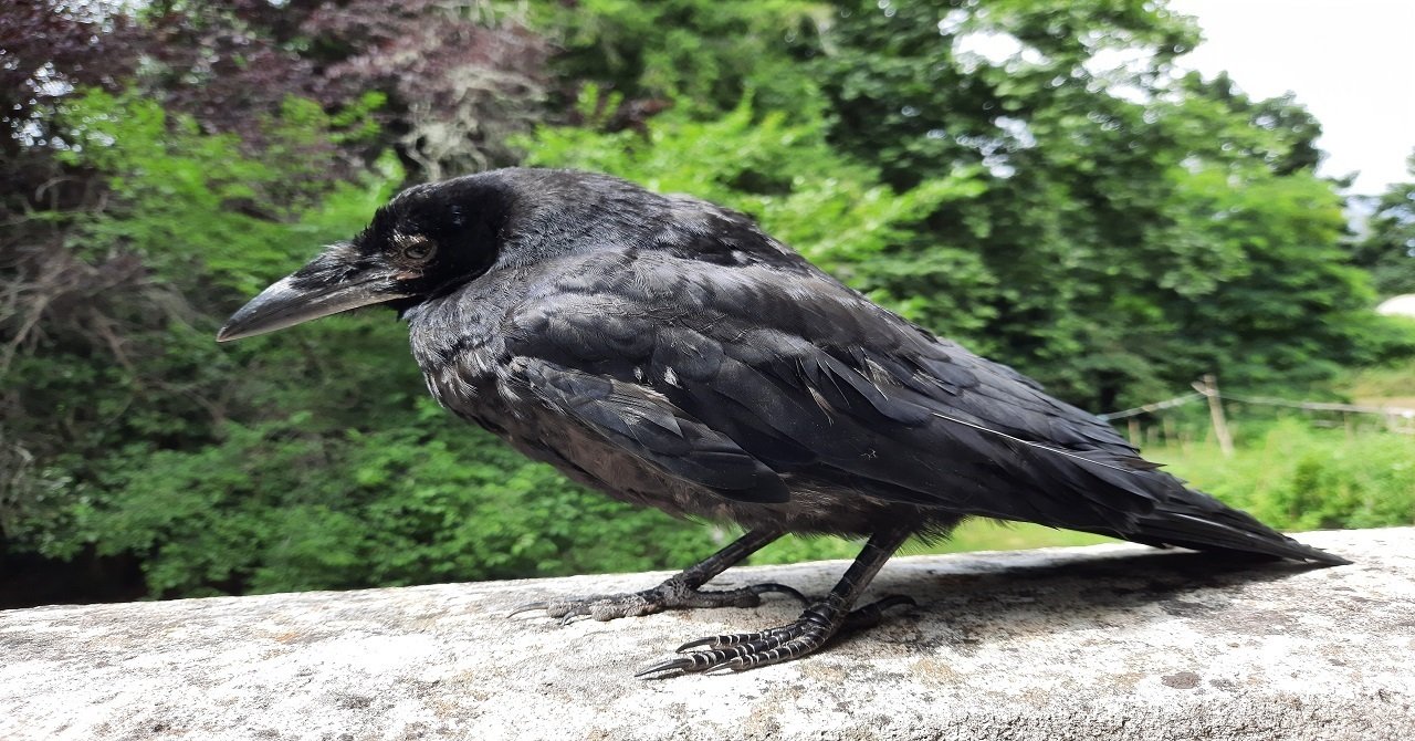 かぁ 火 曜日はカラスのジュ ル 手乗りジュ ル うとうと眠る あとりえ あっしゅ フランス田舎暮らしのリアルを発信中 Note