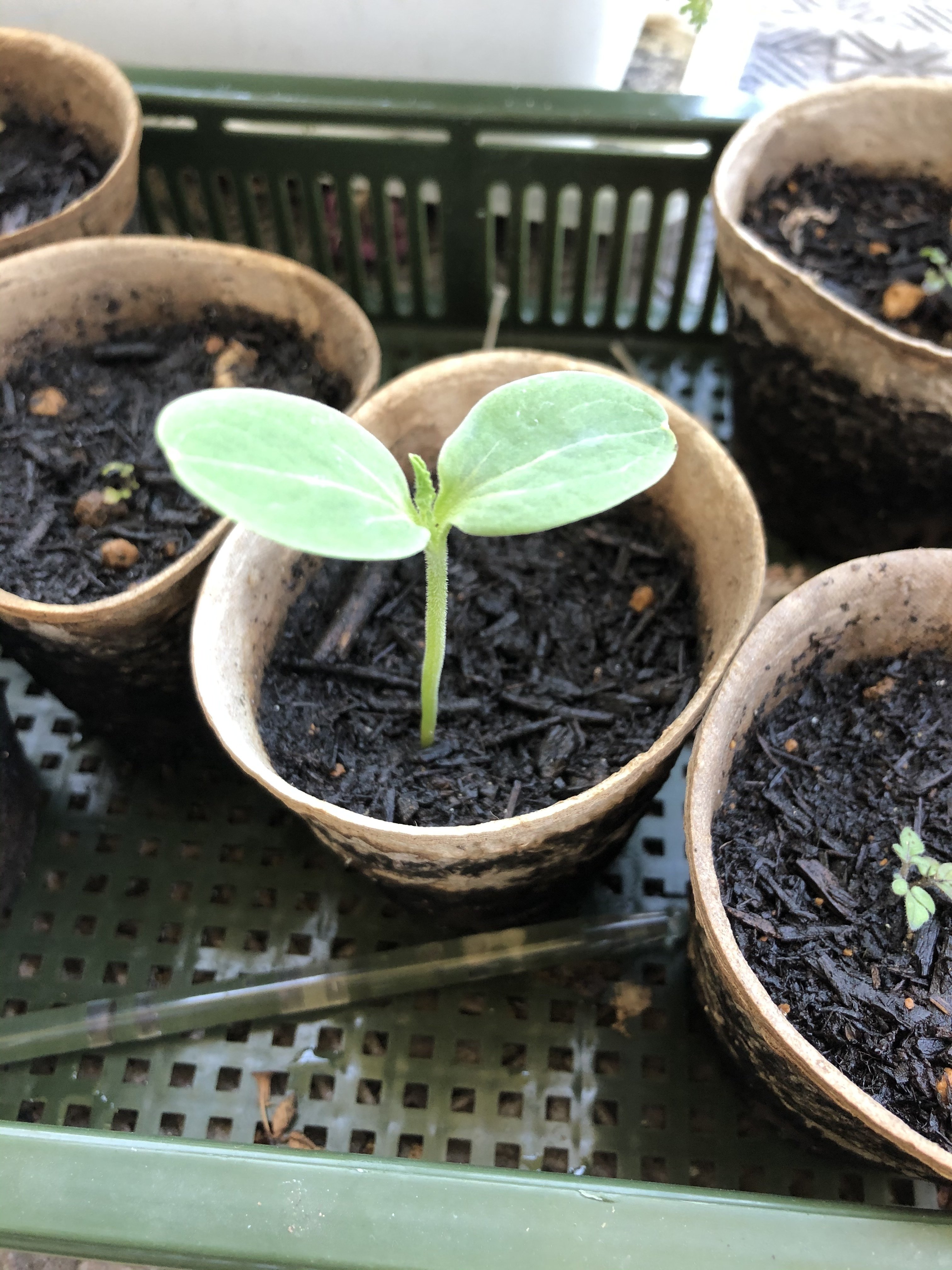 Another Story ミニトマトの 傍 かたわら で のんちゃ 伝えたい言葉を乗せて五七五 宇宙俳句でお待ちしております Note